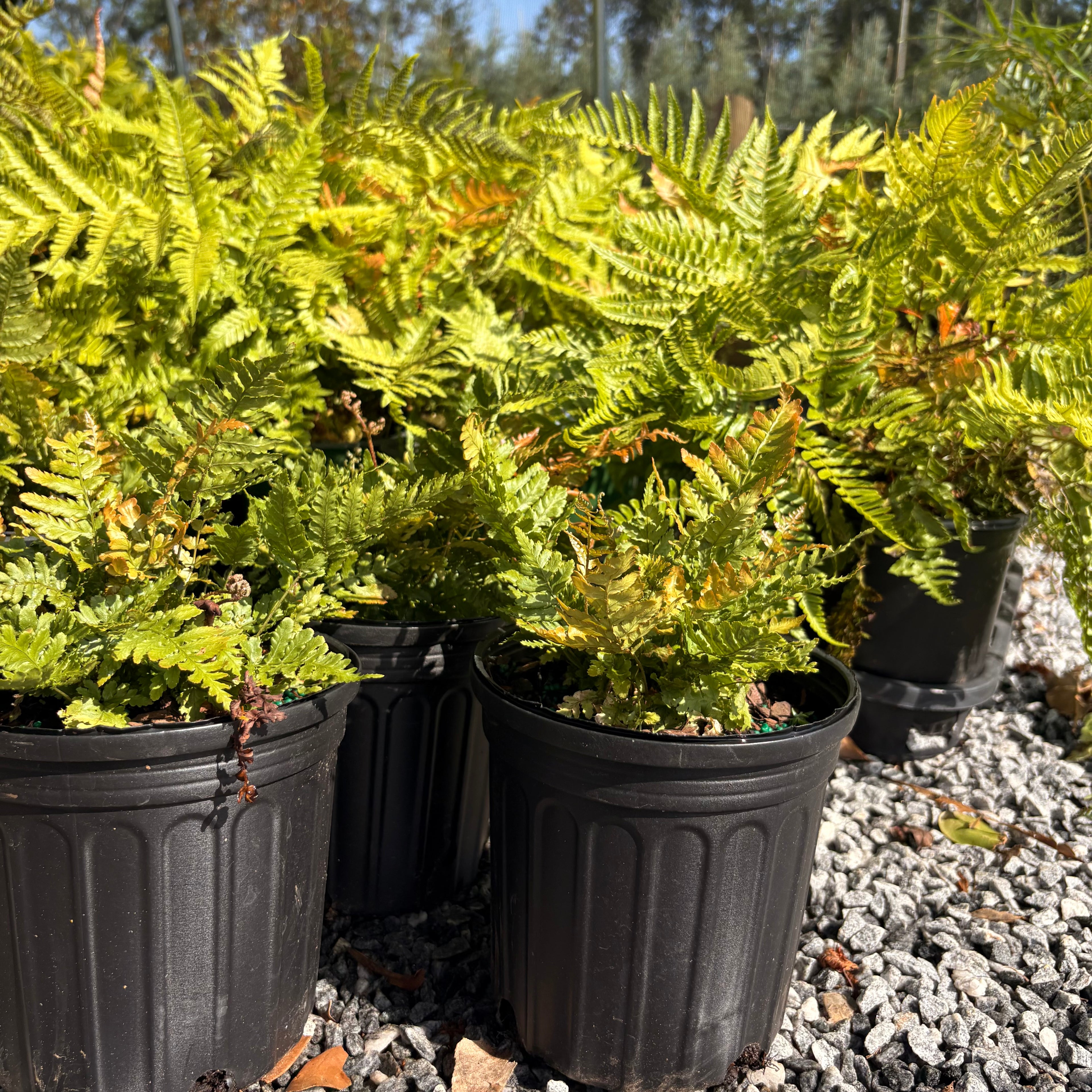 Autumn fern