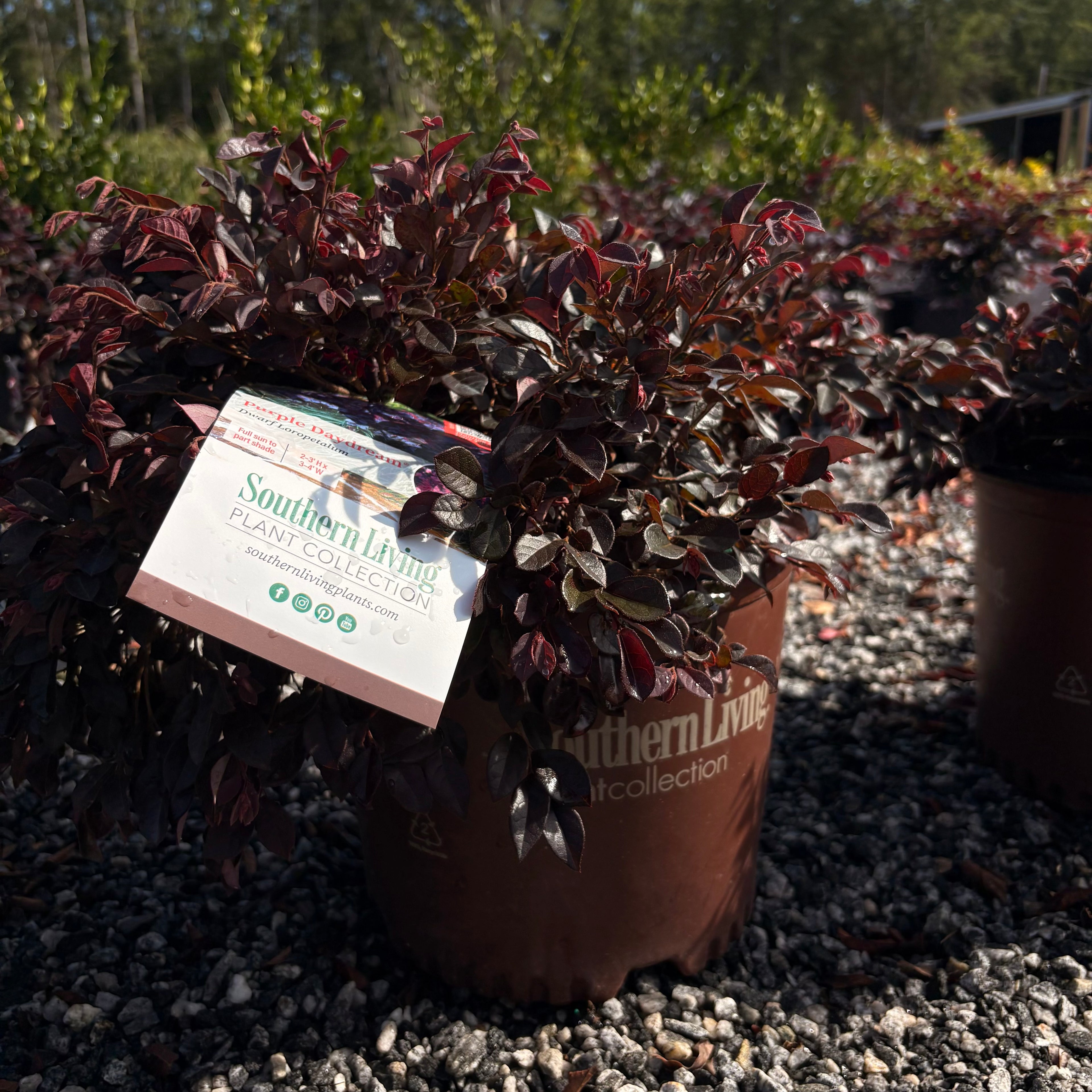 Purple Daydream Loropetalum