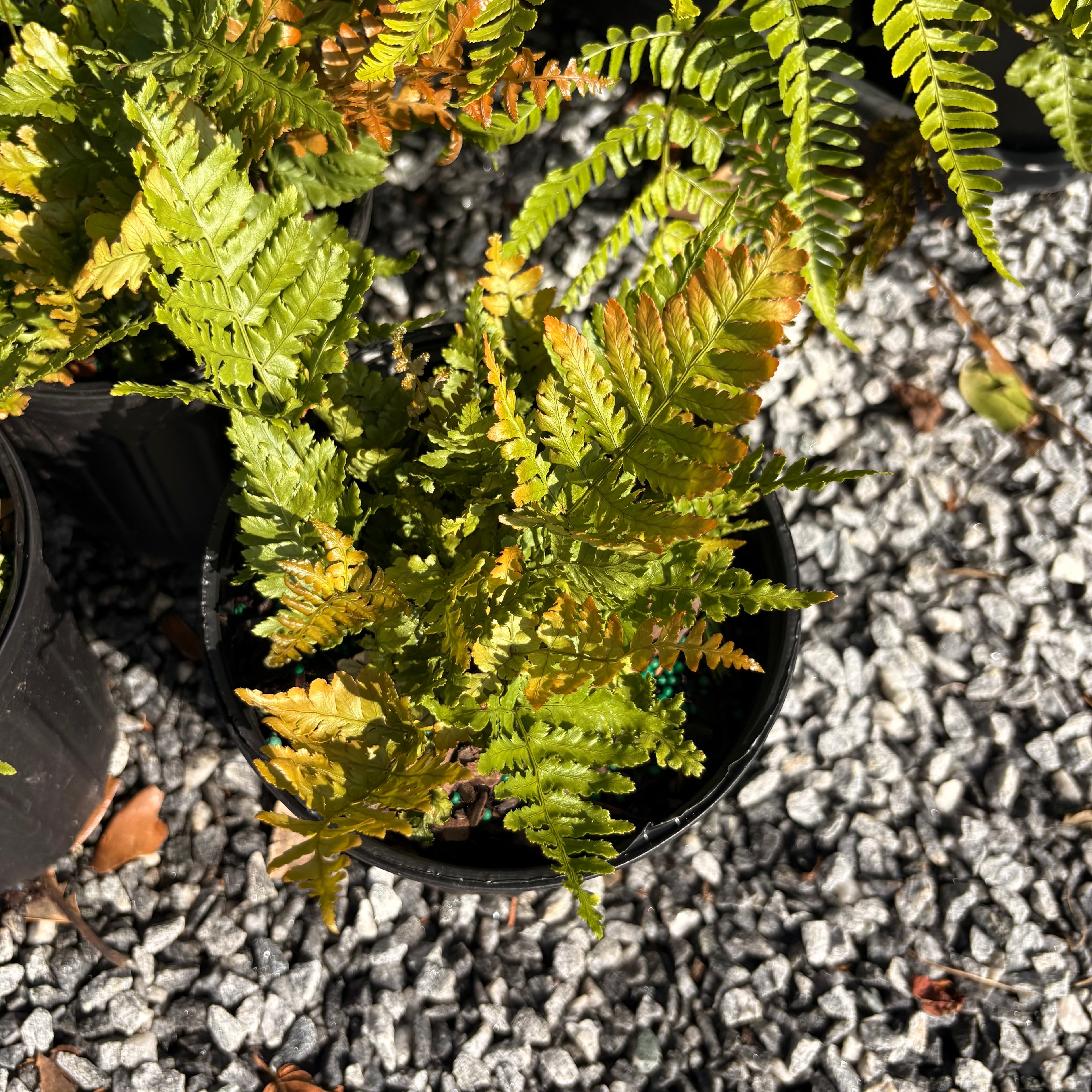 Autumn fern