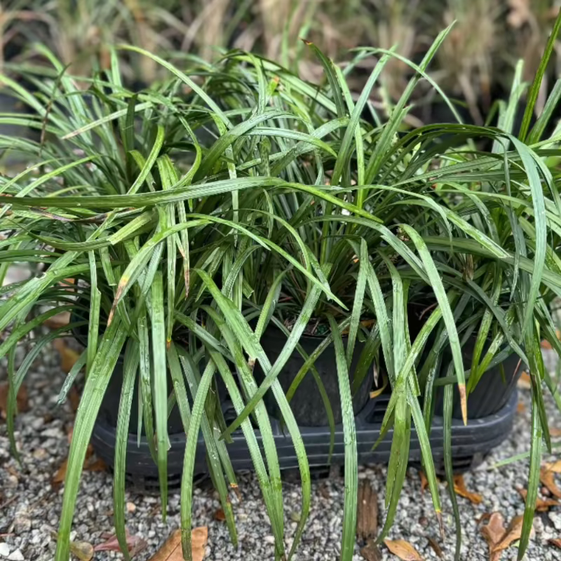 Liriope &