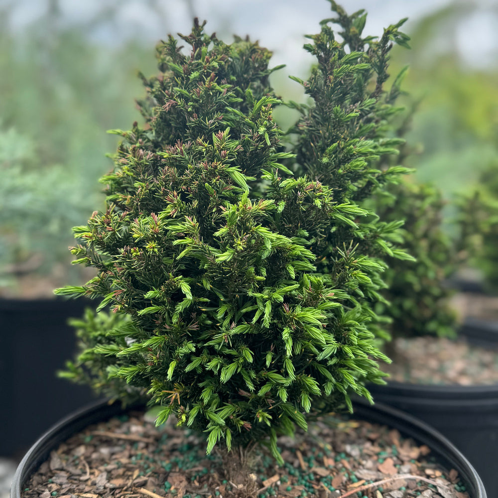 Black Dragon Cryptomeria Japanese Cedar