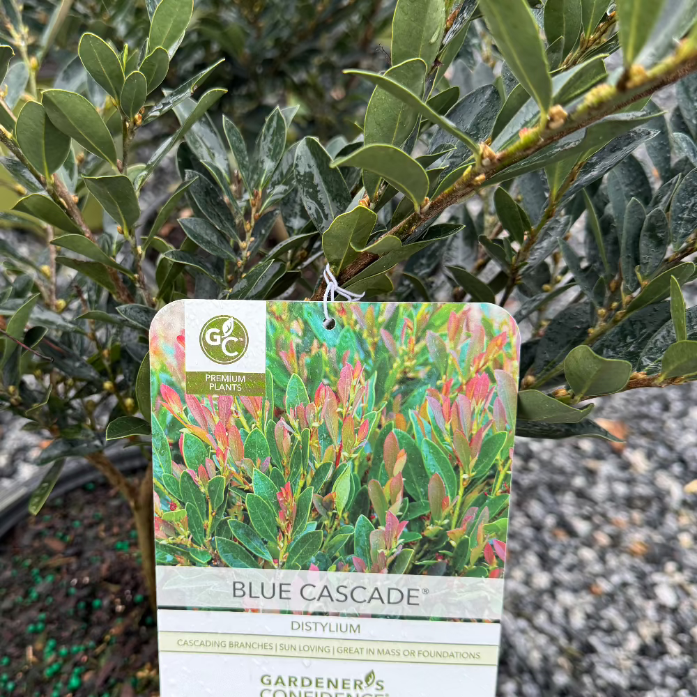 Blue Cascade Distylium