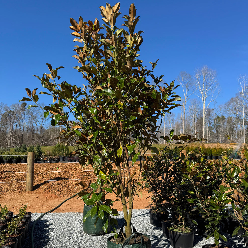 Bracken Brown Beauty Magnolia