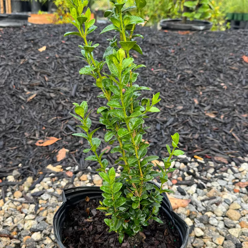 Buxus &