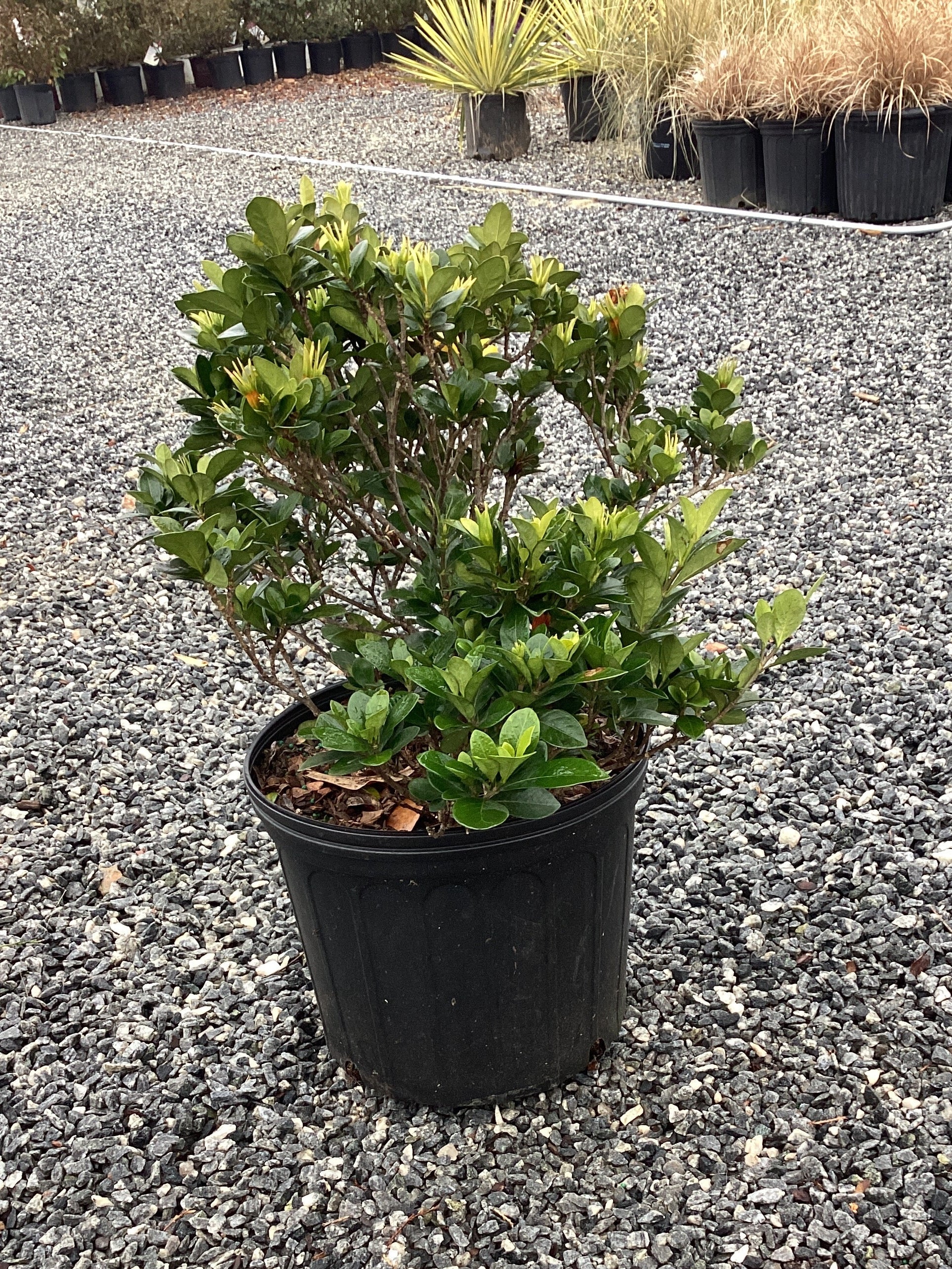 Kleim’s Hardy Gardenia