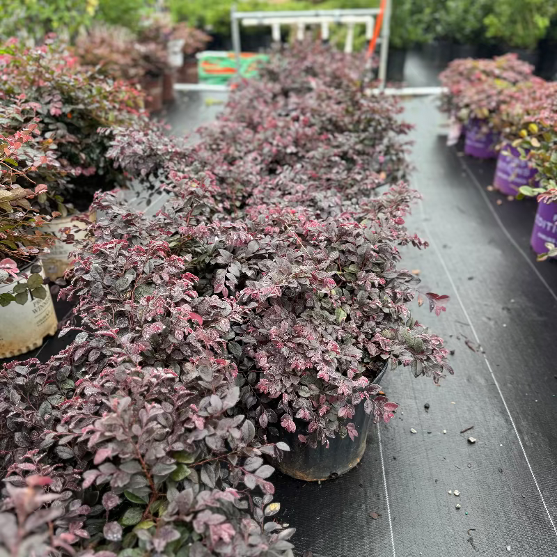 Loropetalum &