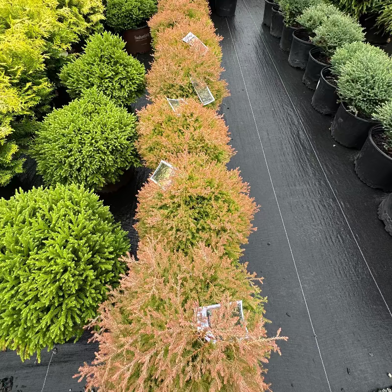 Arborvitae &