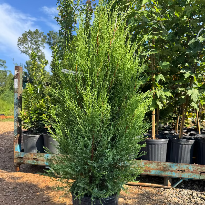 Cedar &