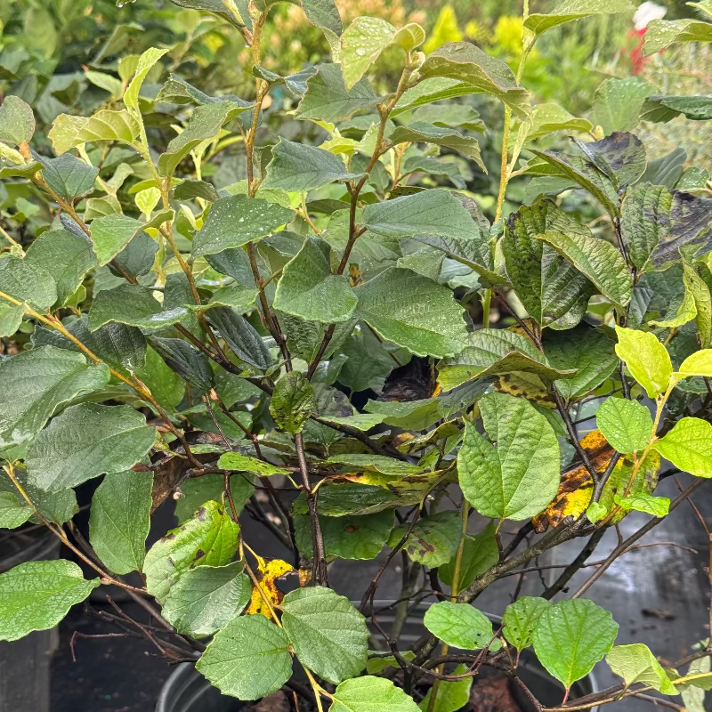 Fothergilla &