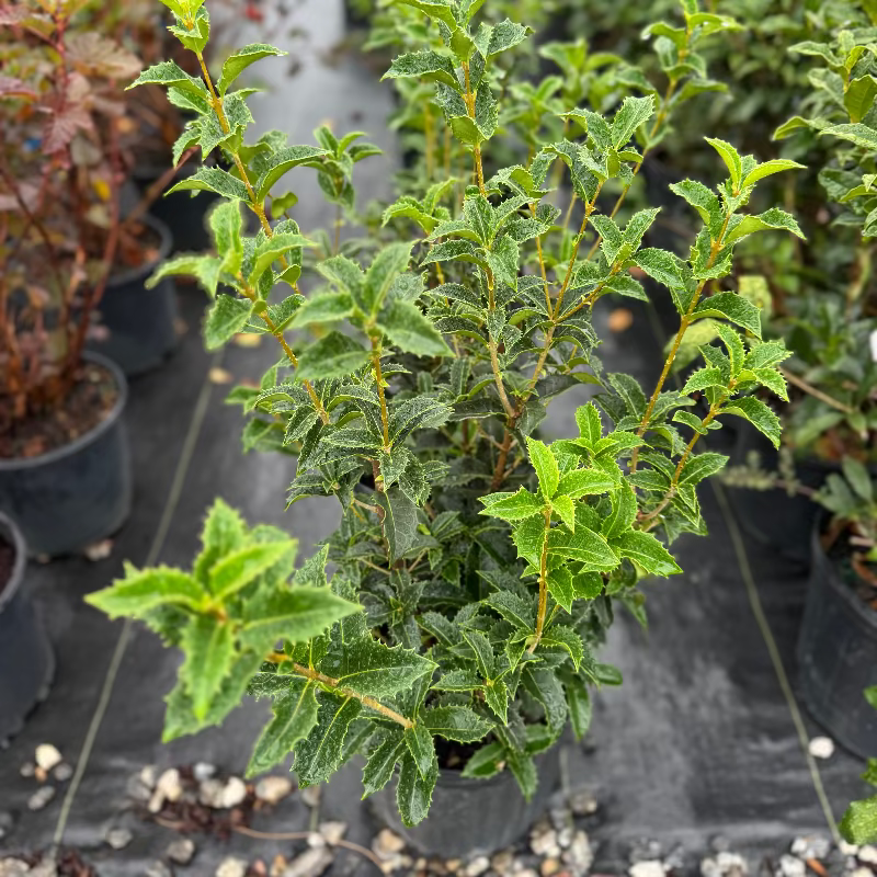 Osmanthus &