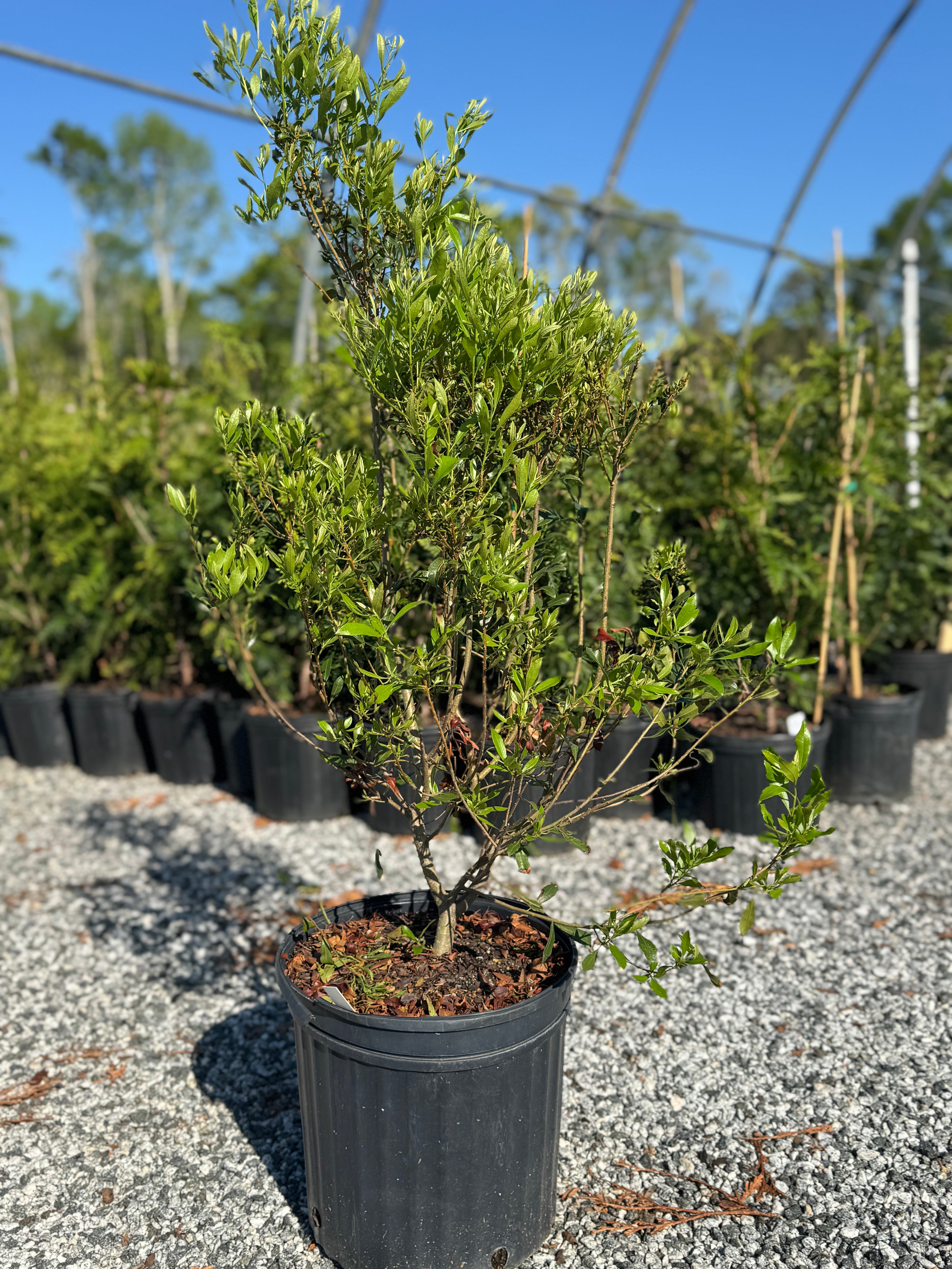 Southern Wax Myrtle