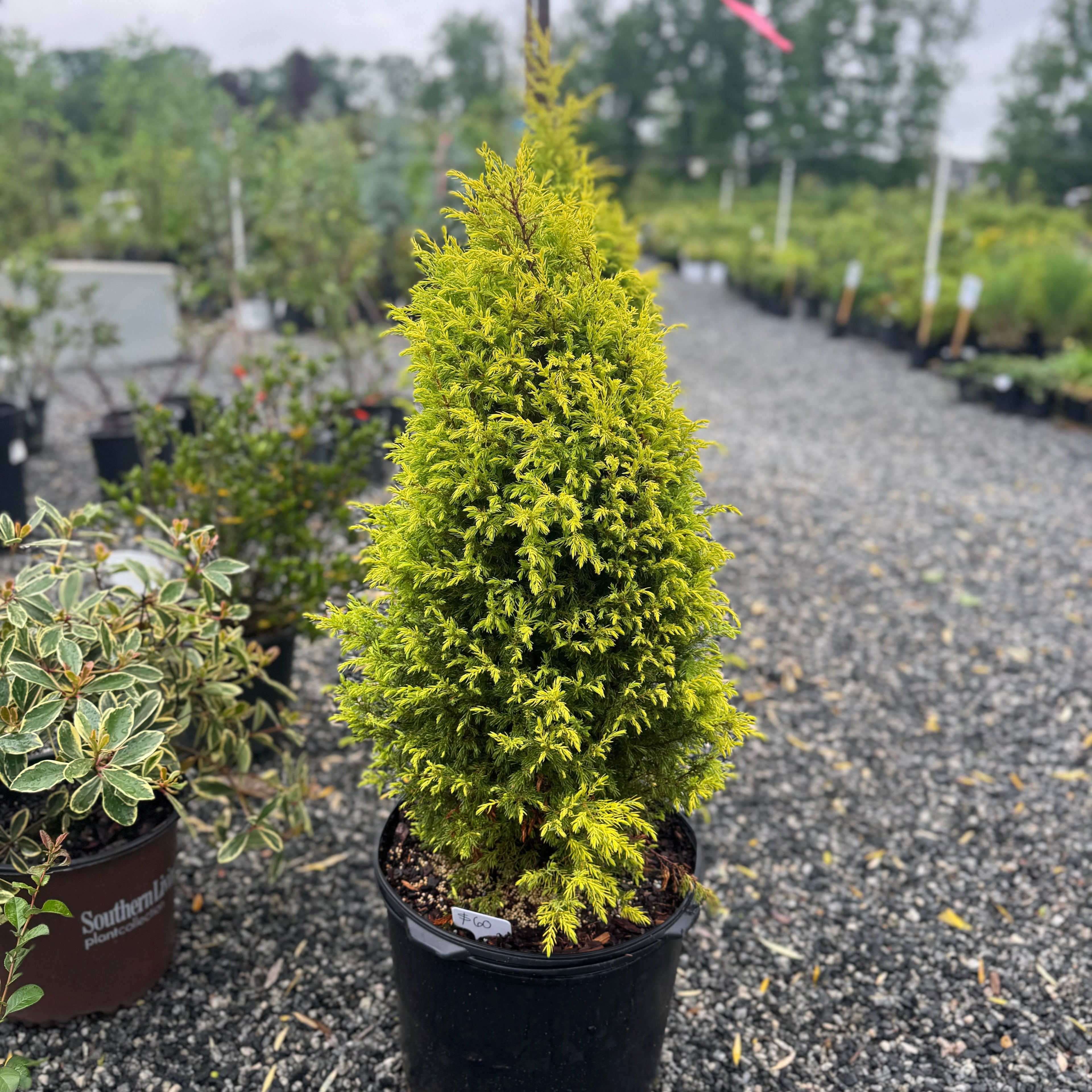 Gold Cone Juniper