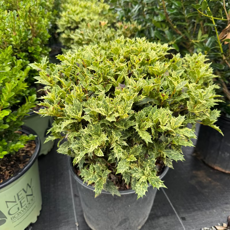 Goshiki Osmanthus