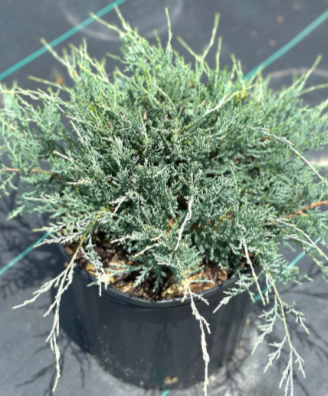 Grey Owl Juniper