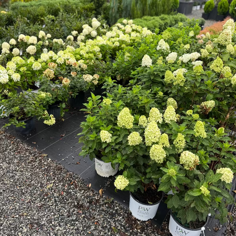 Limelight Hydrangea