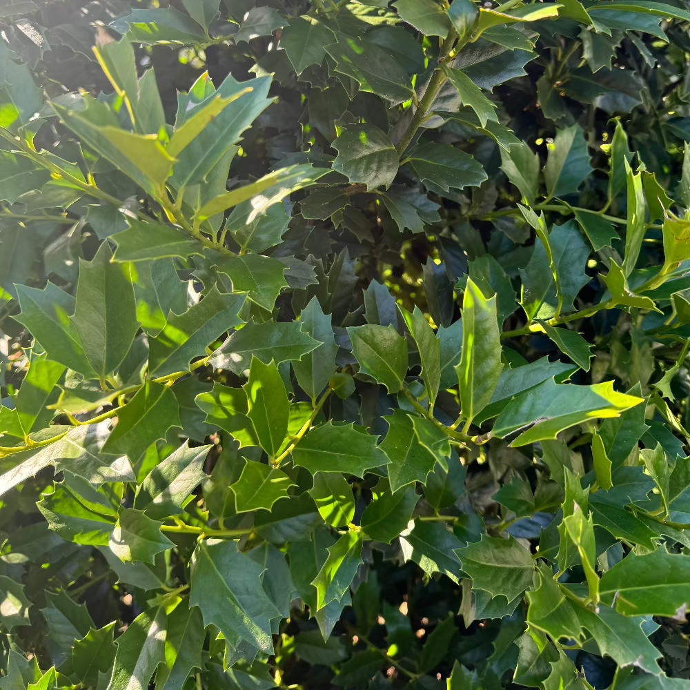 Ilex Oakleaf Holly