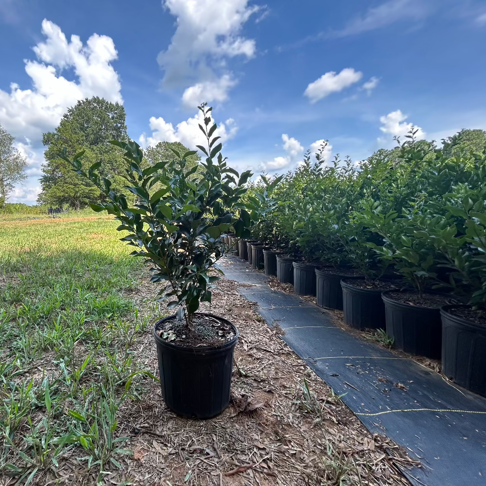 Ligustrum &