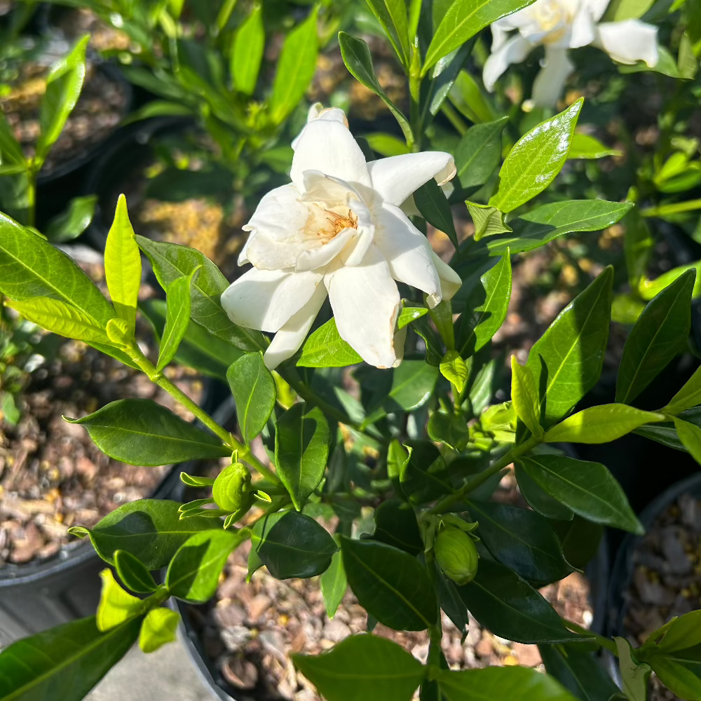 Frostproof Gardenia