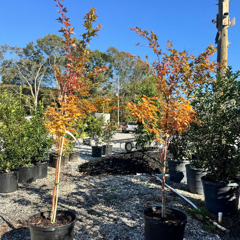 Coral Bark Japanese Maple