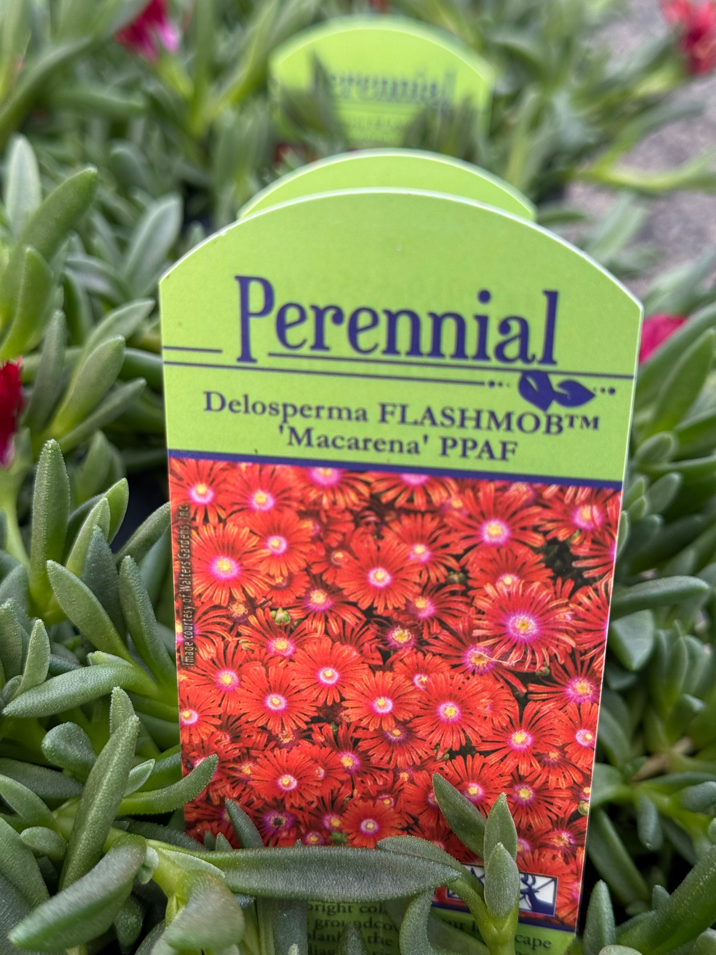 Ice Plant Macarena