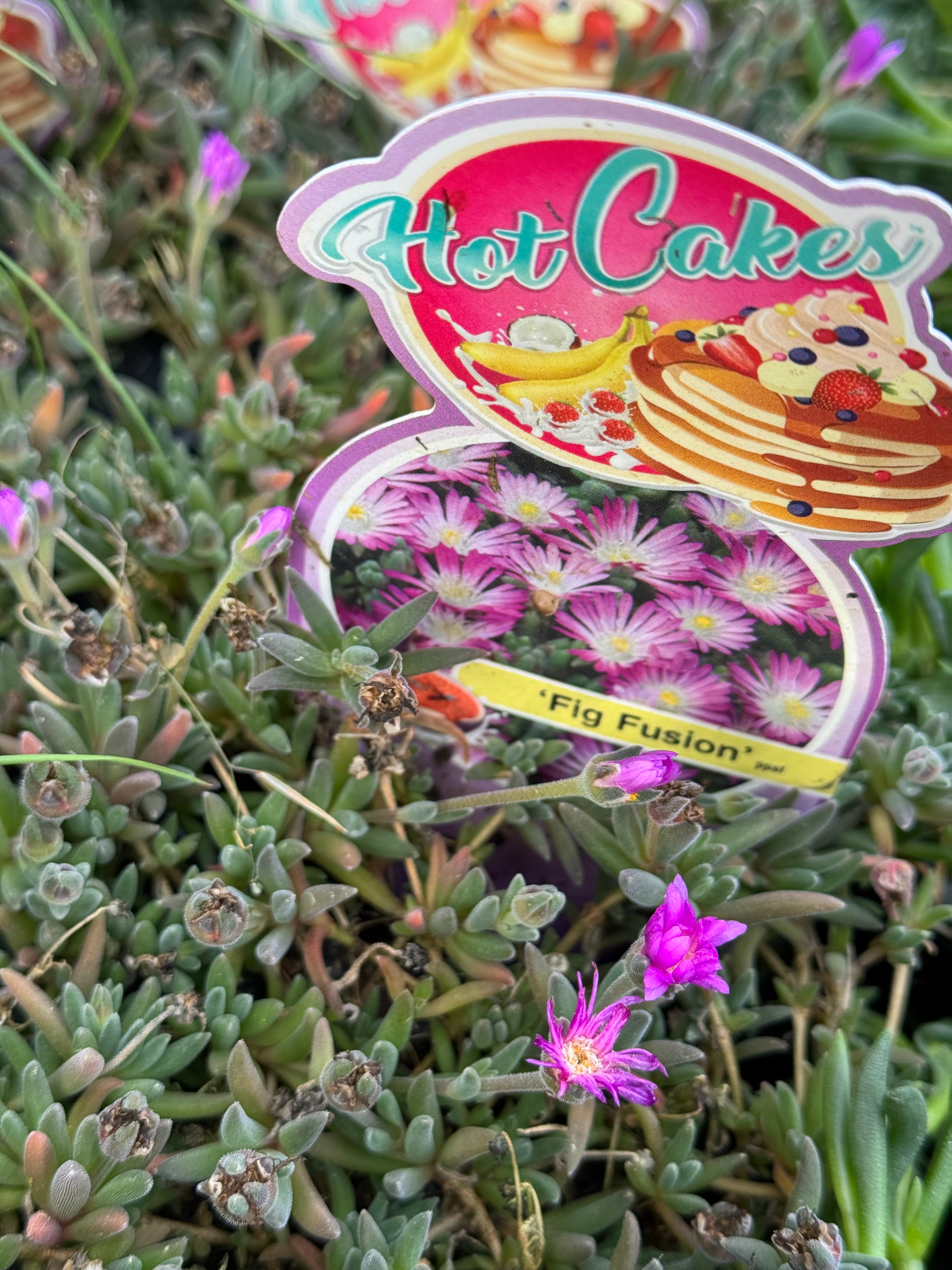 Ice Plant Hot Cakes Fig Fusion