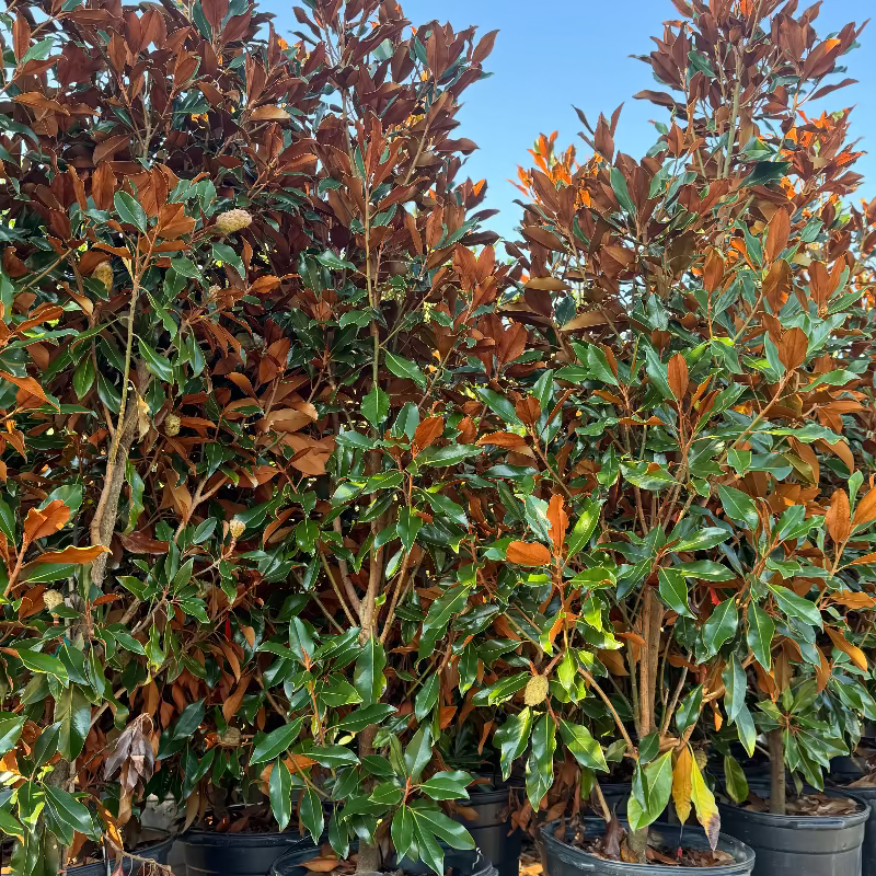 Magnolia &