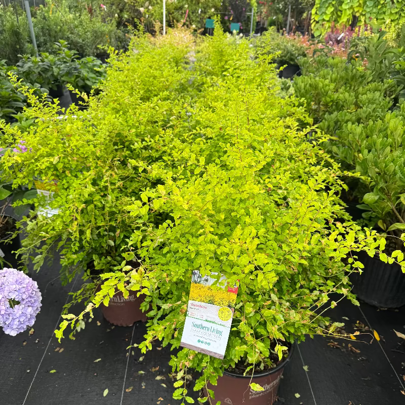 Sunshine Ligustrum