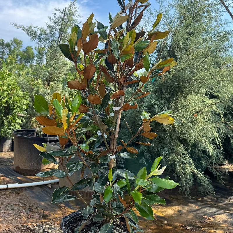 Magnolia &