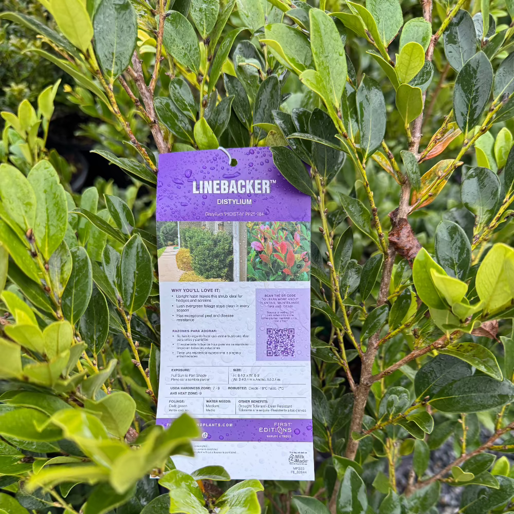 Linebacker Distylium