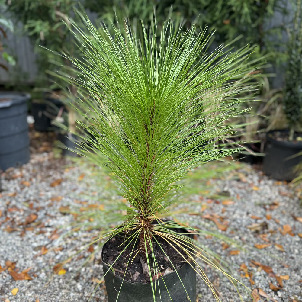 Longleaf Pine