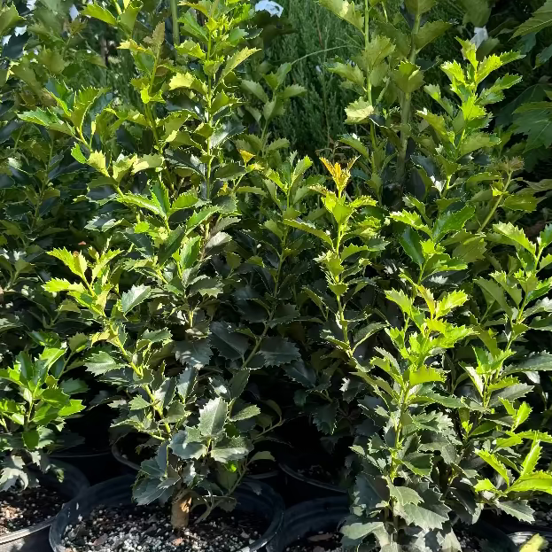 Ilex Monarch Holly