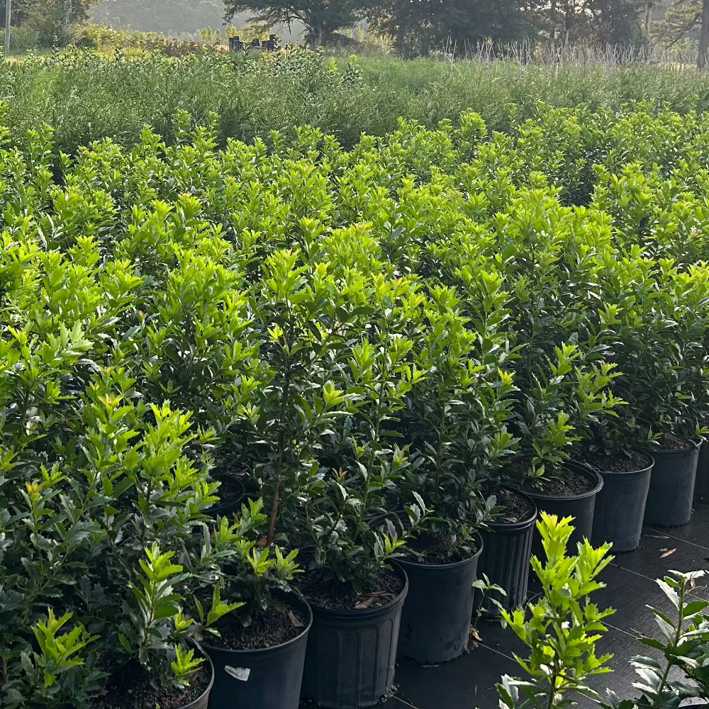 Ilex Oakleaf Holly