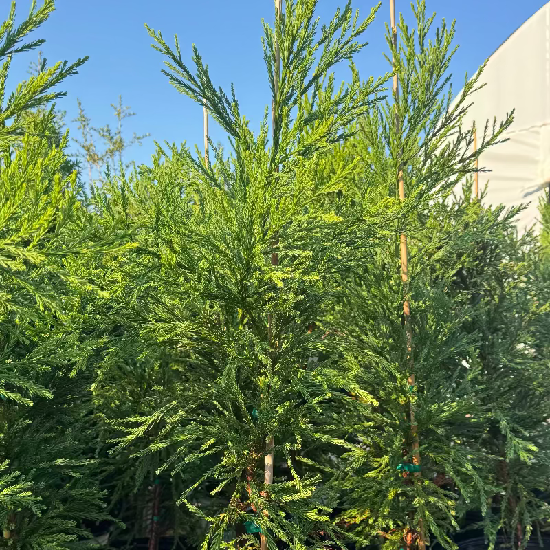 Cryptomeria &