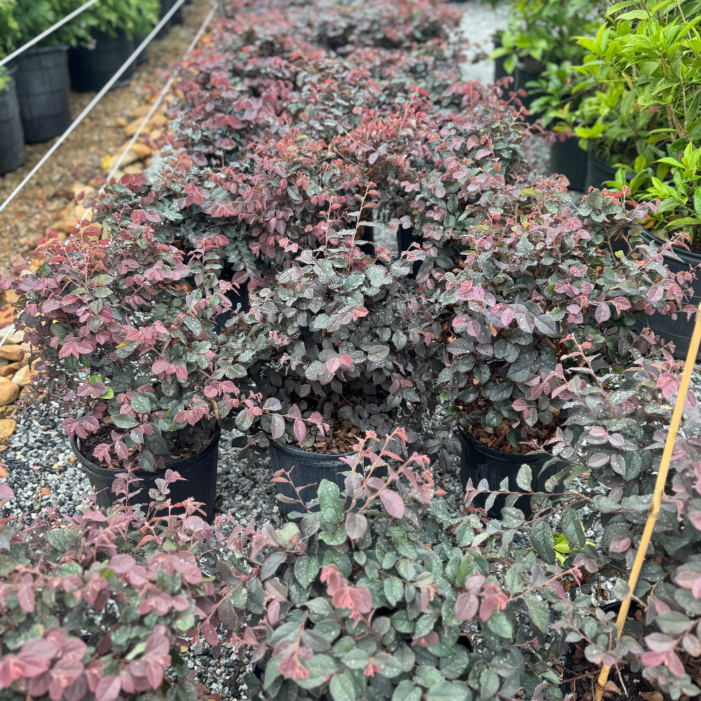 Ruby Loropetalum