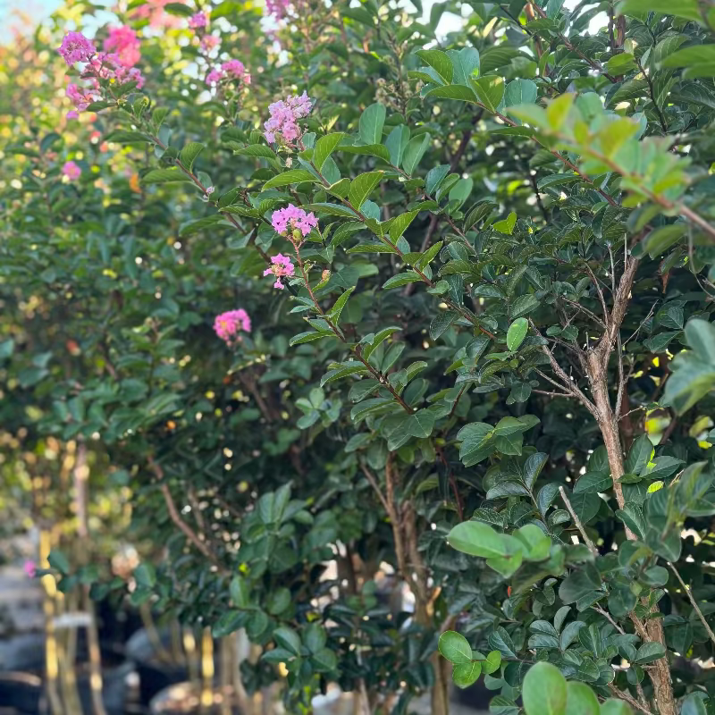 Crape Myrtle &
