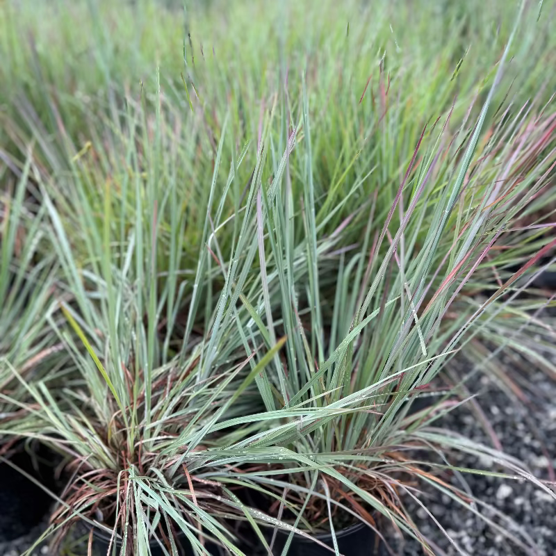 Little Bluestem Standing Ovation