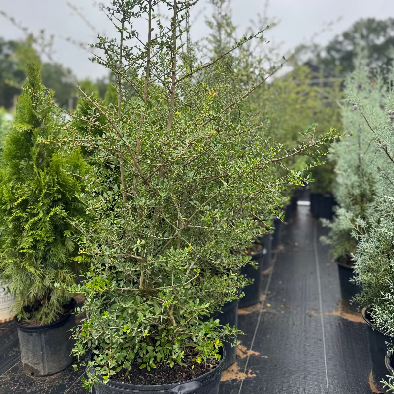 Ilex Upright Yaupon Holly