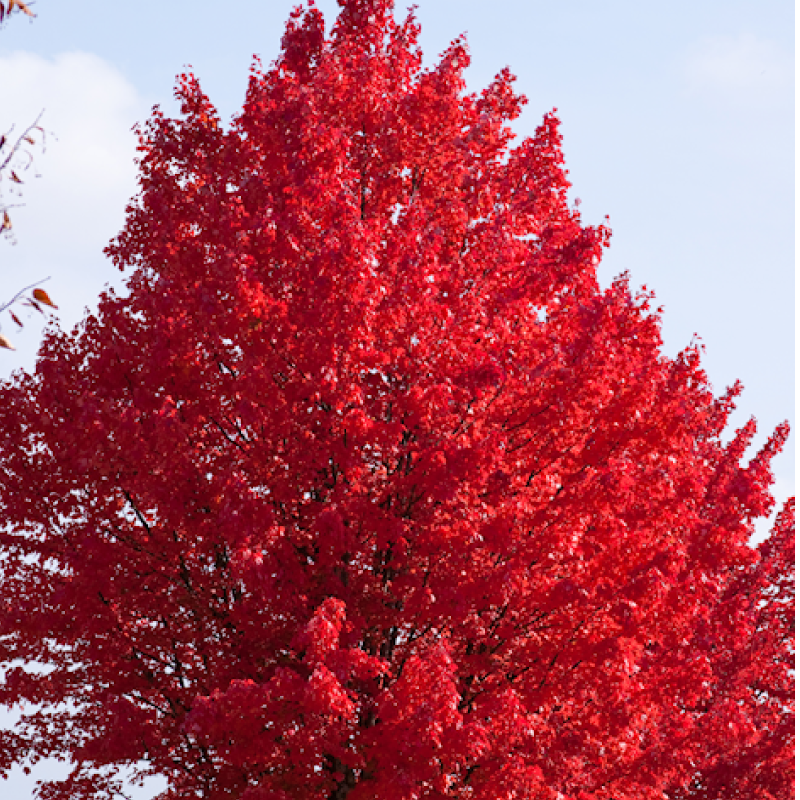 October Glory Maple