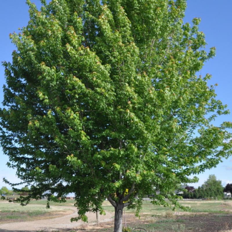October Glory Maple