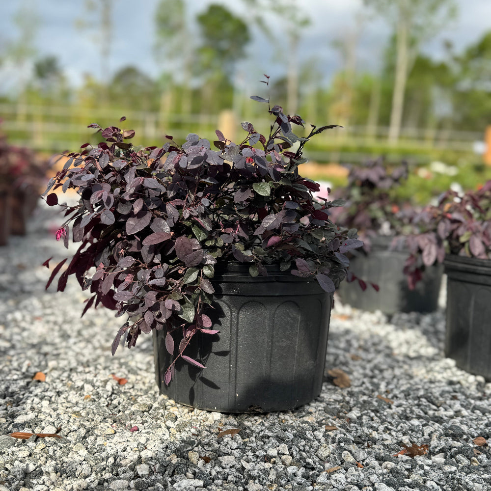 cerise plant pots Cerise Charm Loropetalum