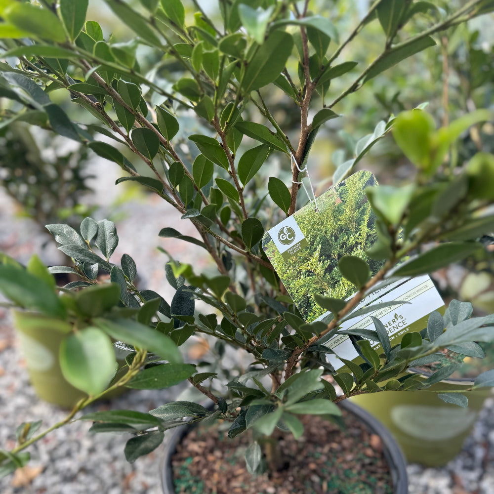 Emerald Heights Distylium