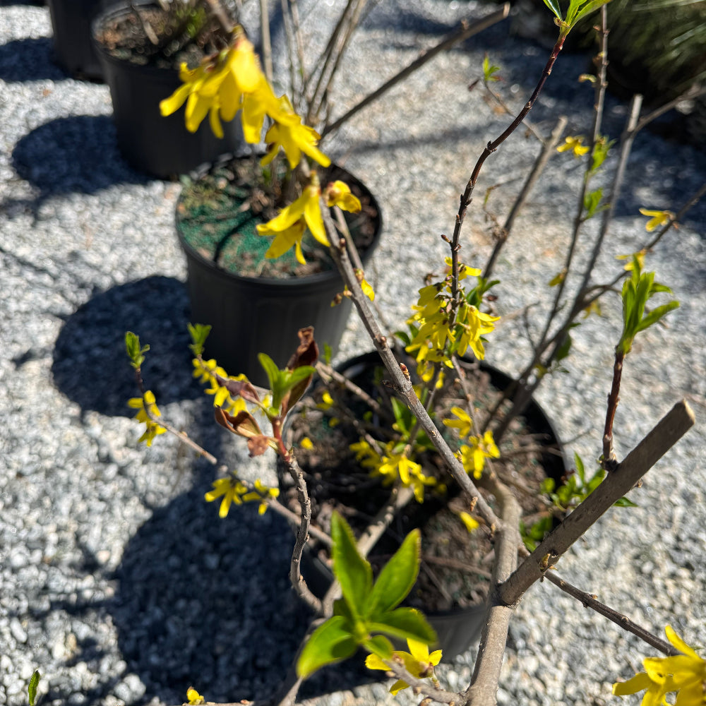 Forsythia