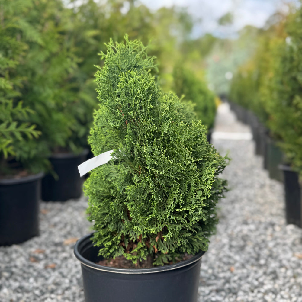 Holmstrup Arborvitae
