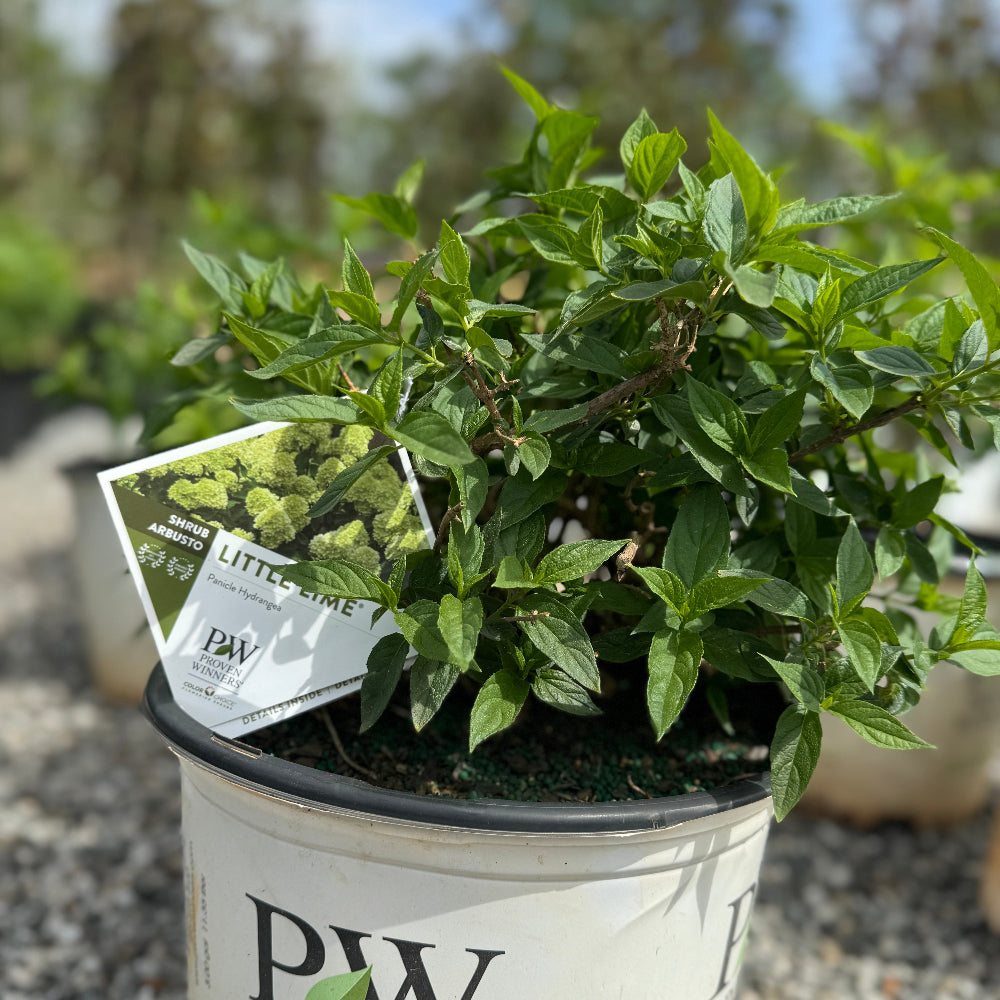 Little Lime Hydrangea