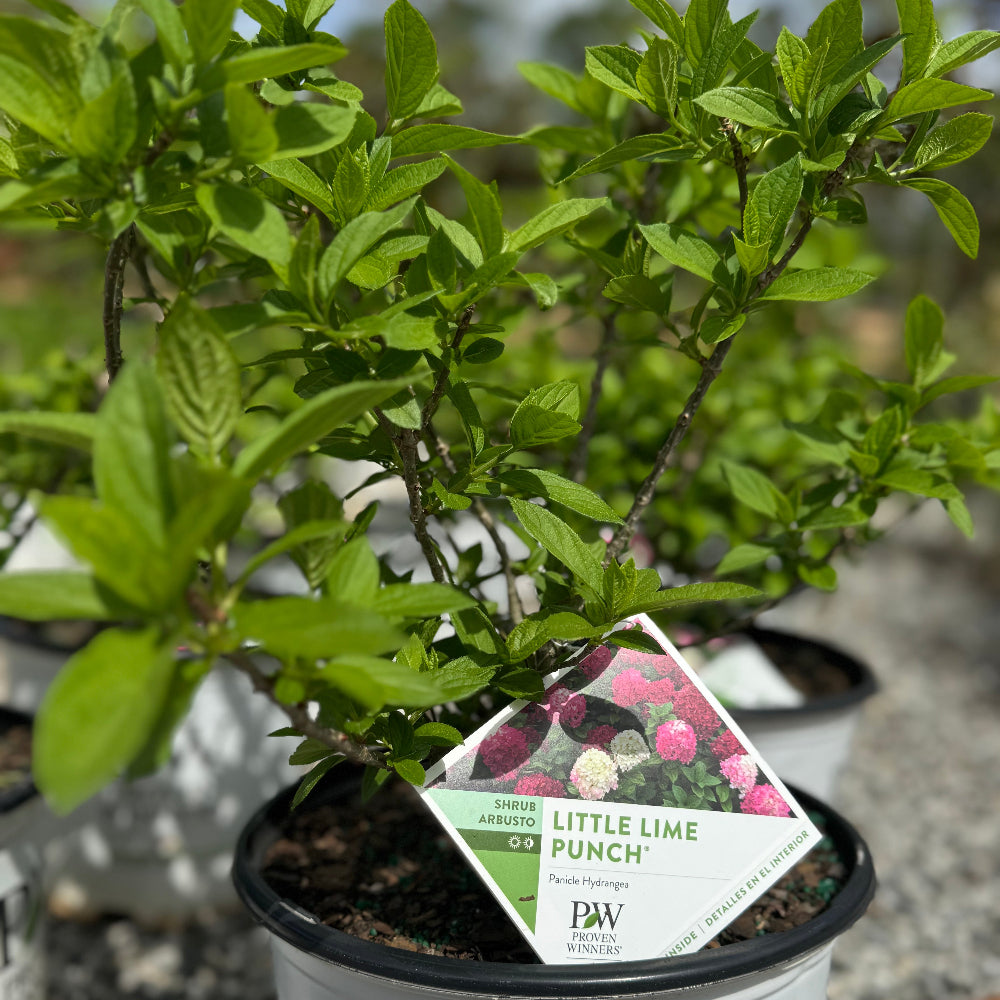 Little Lime Punch Hydrangea