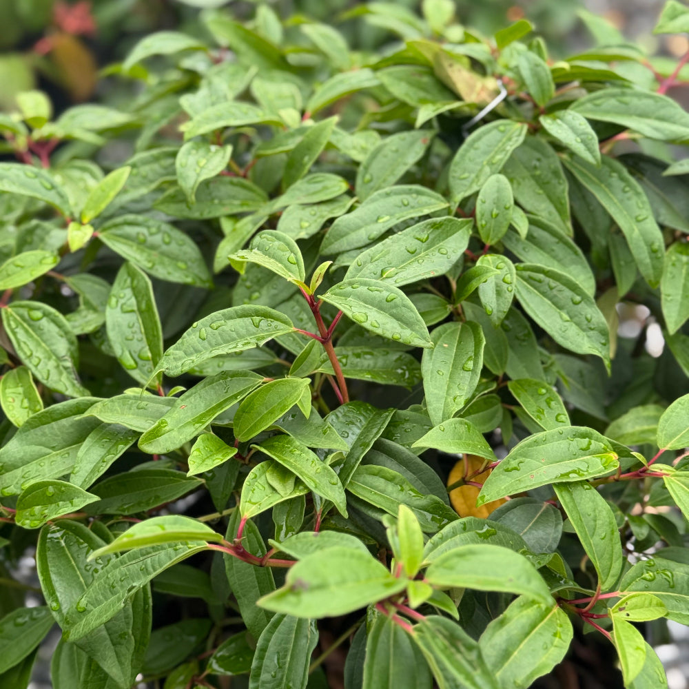 Viburnum &