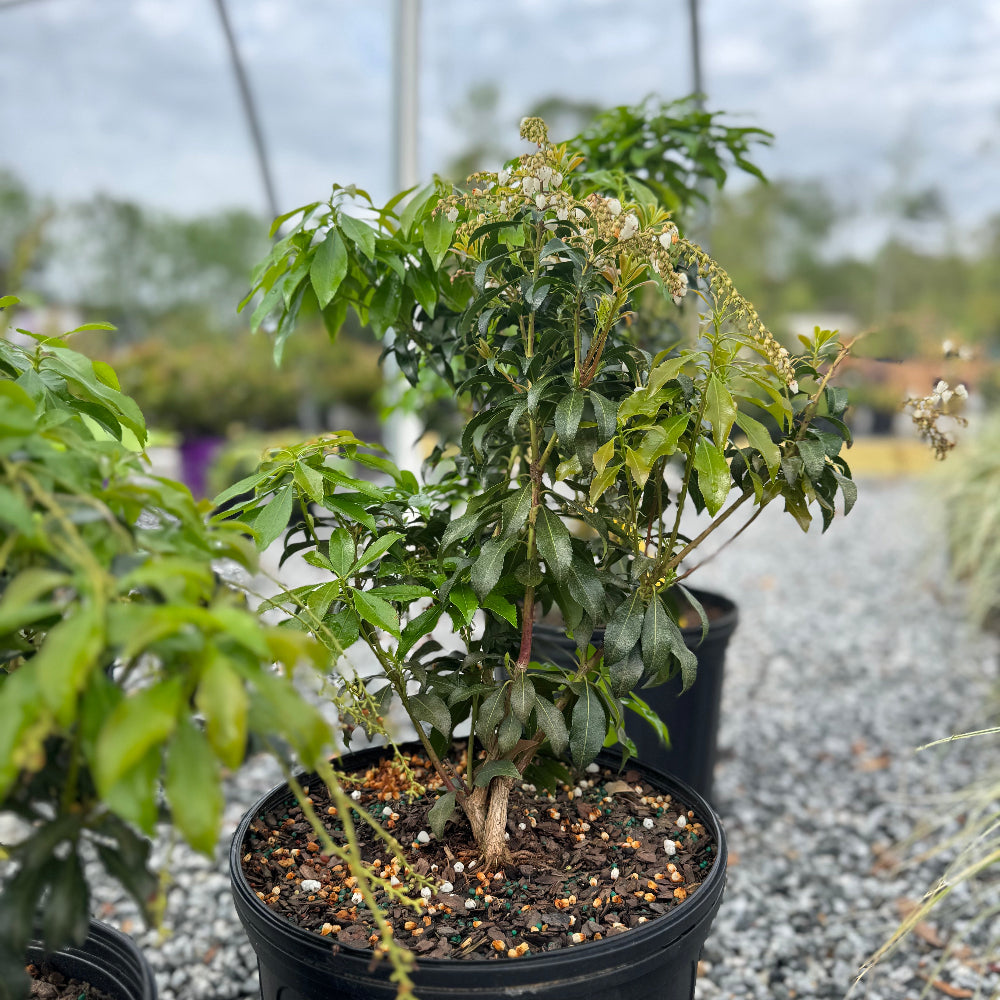 Dorothy Wycoff Pieris