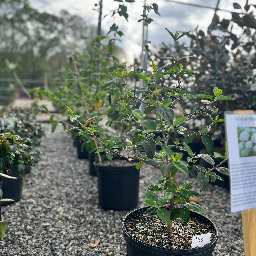 Snowball Viburnum