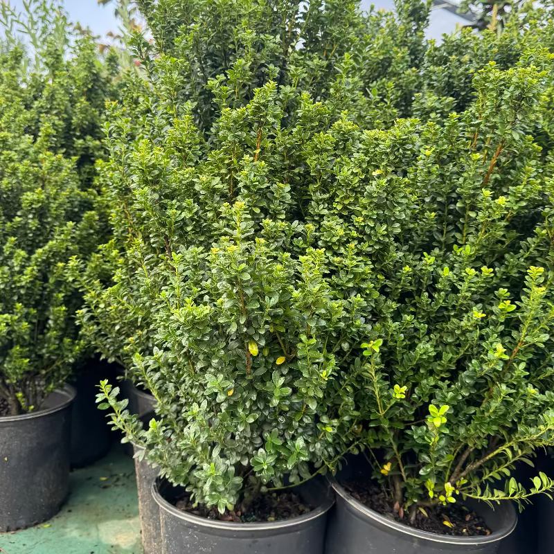 Ilex Steeds Holly