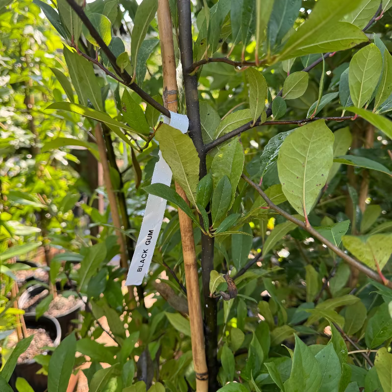 Tupelo Black Gum